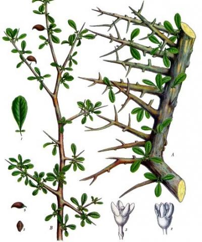 Commiphora myrrha