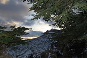 Cèdre du Chélia 6 (Algeria)