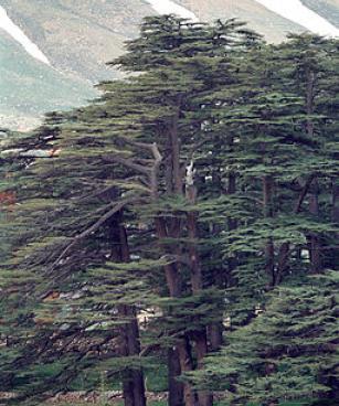 Cedars