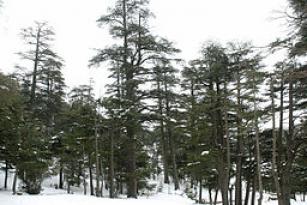 Bosque de cedros, montes del Atlas, Ifran