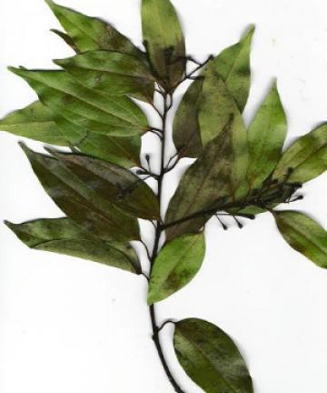 Cinnamomum verum leaves via Wikimedia commons.