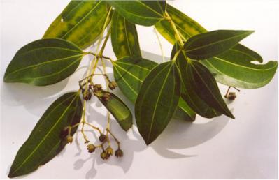 Cinnamomum verum, USDA photo via Wikimedia commons.