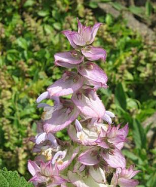 Salvia sclarea