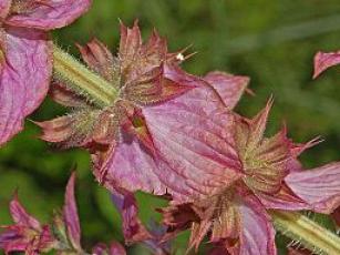Lamiaceae - Salvia sclarea