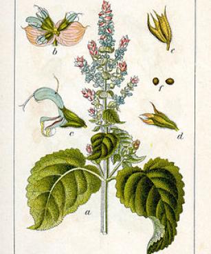 Salvia sclarea Sturm