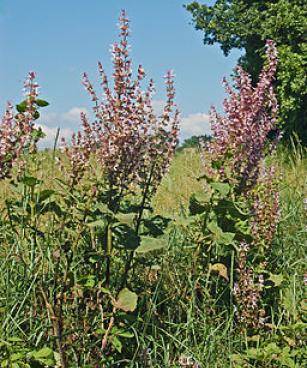 Lamiaceae - Salvia sclarea. Agata Fossili