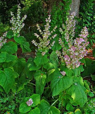 Salvia sclarea