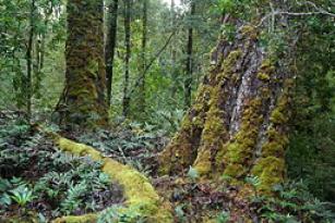 Tarkine walks