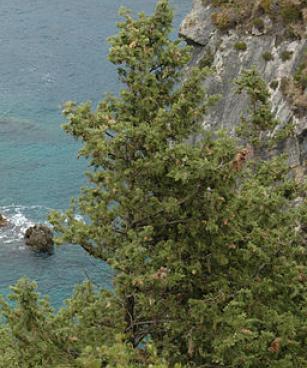 Cupressus sempervirens Corfu