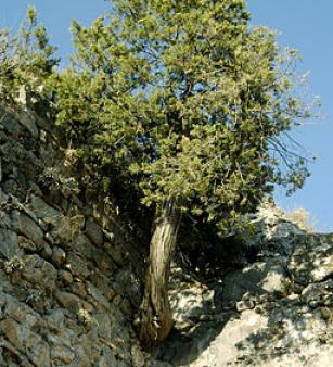 Cupressus sempervirens Kaunos