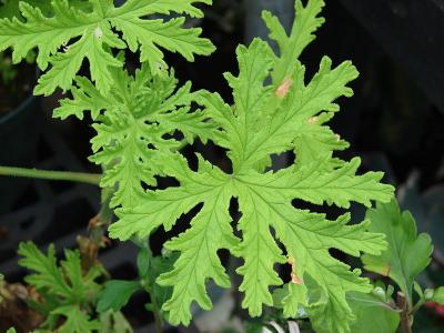 Pelargonium graveolens leaves, Maui