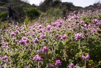 Pelargonium capitatum, Cape Town, Peter Baker