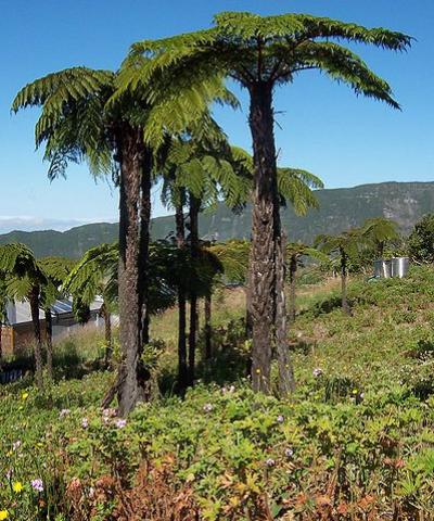 Cluster of Cyathea glauca in a geranium (Pelargonium graveolens) field at Grand-Coude (Saint-Joseph, Réunion), B.Navez