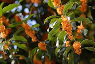 Osmanthus fragrans (orange flowers)