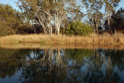 Reflections along the banks of the River Murray above Lock 1 at Murbko, SA.