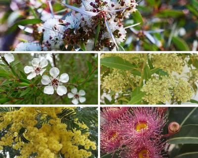 Australian botanical scents.