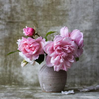 pink roses in vase