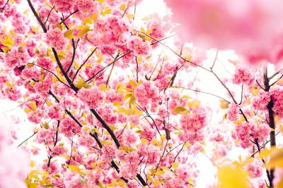 spring blossom