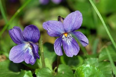 viola odorata, Nied, Frankfurt/Main on pear, Germany by Fritz Geller-Grimm