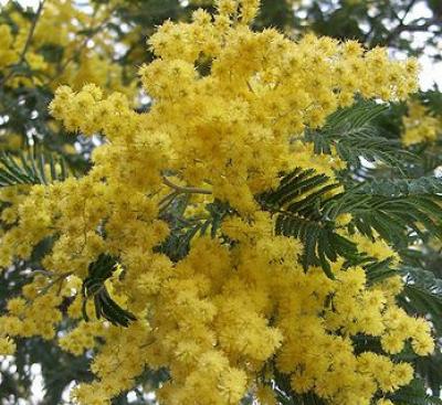 mimosa (Acacia dealbata)