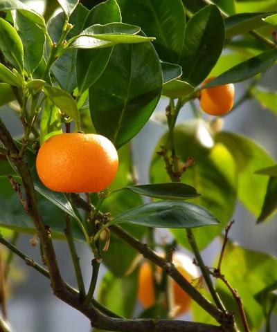 Citrus reticulata April 2013 Nordbaden