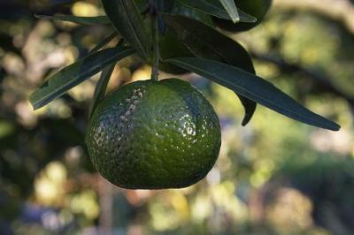 Unripe mandarin