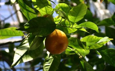 Citrus reticulata