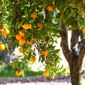 orange tree in orchard