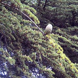 Cedrus atlantica Cono Femenino La Alfaguara