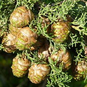 Cupressus sempervirens