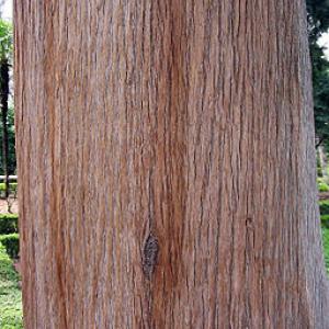 Cupressus sempervirens textura del tronco