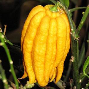 Citrus medica var. sarcodactylis 01