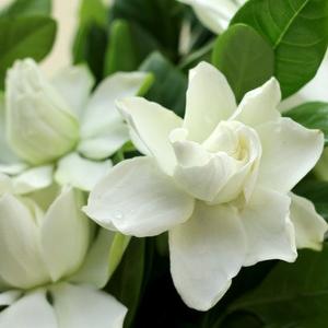 Gardenia flowers