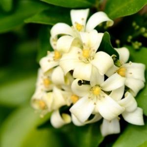 Murraya paniculata (orange jessamine) flowers