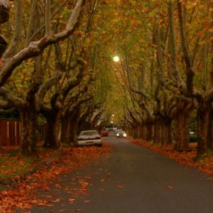 Victoria Avenue, a notable street in the Melbourne suburb of Canterbury