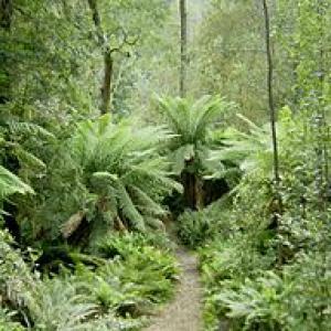 Hellyer Gorge, Tasmania. Anyaka via Wikimedia commons. Hellyer Gorge,Tasmania.