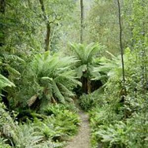 Hellyer Gorge,Tasmania.