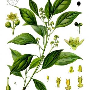 Cinnamomum camphora