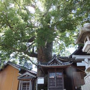 Camphor Laurel, at Sekigawa Jinja (2012.08.04) 1