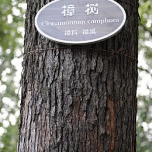 Camphor-tree