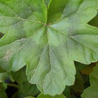 Pelargonium leaf