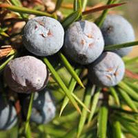 Juniperus communis communis Italy