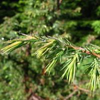 Juniperus communis MF