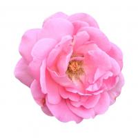 Damask rose