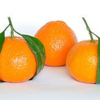 Mandarin Oranges (Citrus Reticulata)