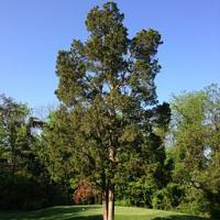 2014-05-13 08 32 55 Eastern Red Cedar at South Riding Golf Club in South Riding, Virginia