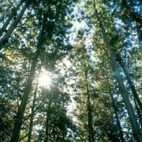 Pine trees in forest at Blackwood in the Adelaide Hills, SA.