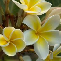 Frangipani flowers.