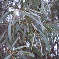 Eucalyptus polybractea leaf