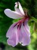 Rose geranium (Pelargonium sp.) flower